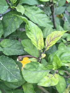 PurpleGum Yellow Bright (Pepper Seeds)