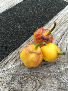 PurpleGum Yellow Blushed (Pepper Seeds)
