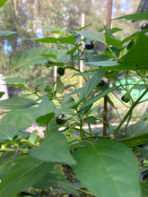 Load image into Gallery viewer, Chiltepin Morelos x Chiltepin Teadron (Pepper Seeds)