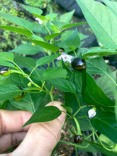 Load image into Gallery viewer, Chiltepin Morelos x Chiltepin Teadron (Pepper Seeds)