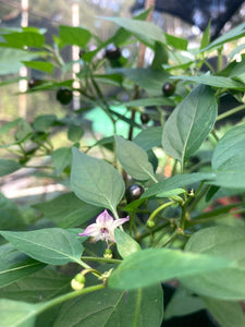 Chiltepin Morelos x Chiltepin Teadron (Pepper Seeds)