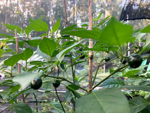 Chiltepin Morelos x Chiltepin Teadron (Pepper Seeds)