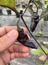 Load image into Gallery viewer, PJ Black Ice Cream (Pepper Seeds)(Limited)