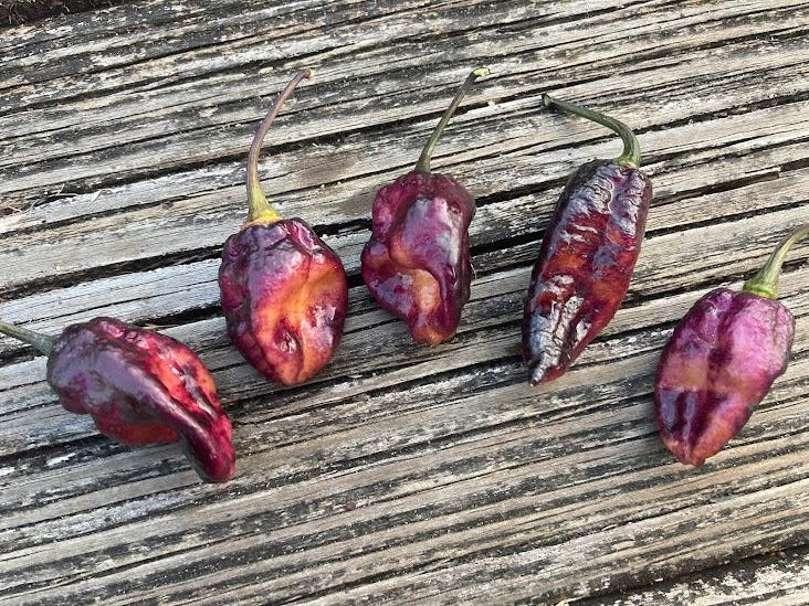 PJ Black Ice Cream (Pepper Seeds)(Limited)