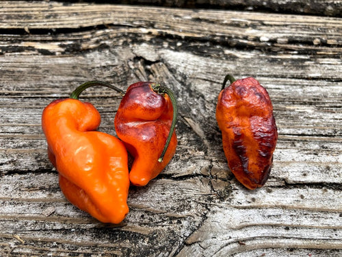 PJ Med Ice & Bumpy Ice (Pepper Seeds)