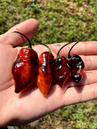 PJ Black/Orange (Pepper Seeds) (Pimenta Jolokia)