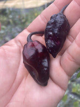 Load image into Gallery viewer, PJ Black/Red (Pepper Seeds)