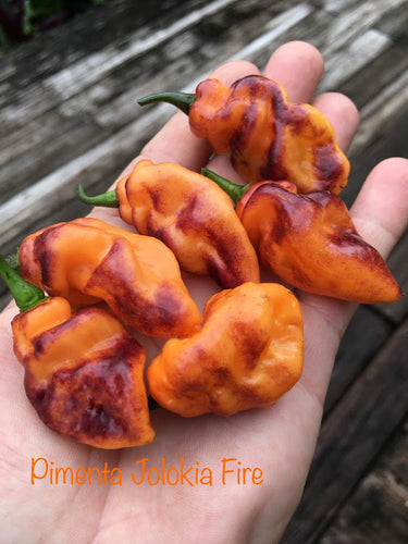 PJ Fire (Pepper Seeds) (Pimenta Jolokia)