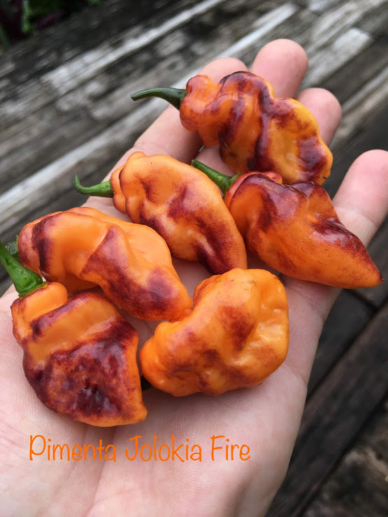 PJ Fire (Pepper Seeds)