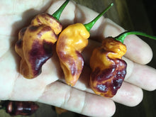 Load image into Gallery viewer, PJ Fire (Pepper Seeds)