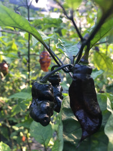 Pandora’s Box Pimenta Jolokia/PJ Mix (Pepper Seeds)