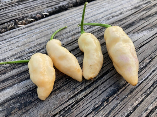 PJ Peach GL (Pepper Seeds)