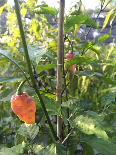 PJ Faded Ice (Pepper Seeds)