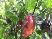 Load image into Gallery viewer, PJ Ice (Pepper Seeds)