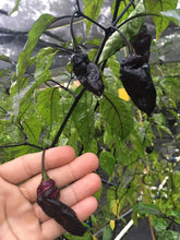 Load image into Gallery viewer, PJ Lavender Ice (Pepper Seeds)(Limited)
