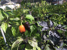 Load image into Gallery viewer, PJ Orange OG (Pepper Seeds)