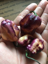 Load image into Gallery viewer, PJ Peach Fire (Pepper Seeds)