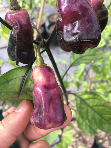 PJ Introverted (Pepper Seeds)(Pimenta Jolokia)