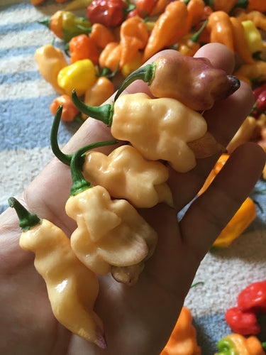 PJ Extroverted (Pepper Seeds)(Pimenta Jolokia)