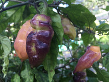 Load image into Gallery viewer, PJ Peach/Pink (Pepper Seeds)
