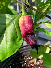 Load image into Gallery viewer, PJ Purple/Peach (Pepper Seeds)