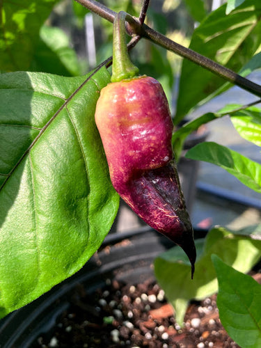 PJ Purple/Peach (Pepper Seeds)