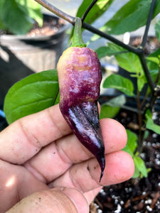 PJ Purple/Peach (Pepper Seeds)