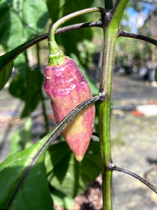 PJ Peach/Pink (Pepper Seeds)