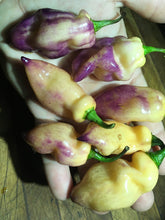 Load image into Gallery viewer, PJ Big Purple/Peach (Pepper Seeds) (Limited)