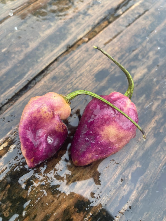 PJ Pink/Peach Stubby (Pepper Seeds)