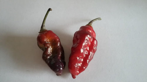 PJ Red Dark (Pepper Seeds)
