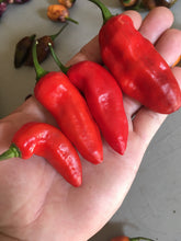 Load image into Gallery viewer, PJ XL Red (Pepper Seeds)