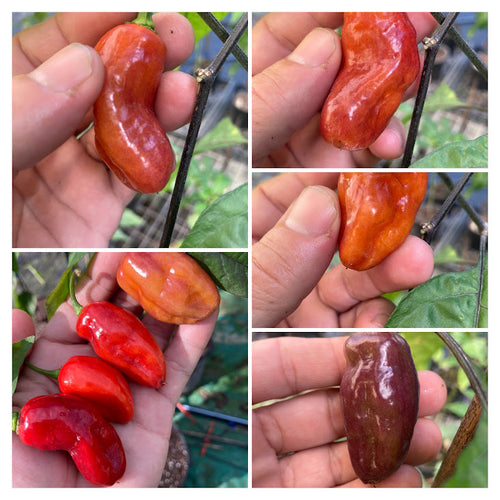 PJ XL Red (Pepper Seeds)