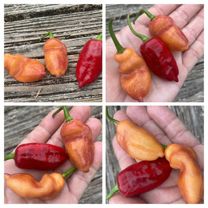 PJ XL Red (Pepper Seeds)