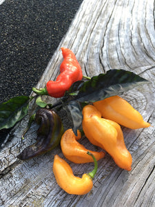 PJ Smooth Orange (Pepper Seeds)