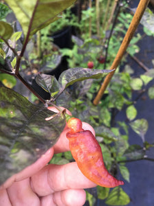 PJ Smooth Orange Blush (Pepper Seeds)