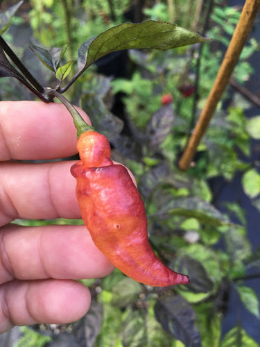 PJ Smooth Orange Blush (Pepper Seeds)