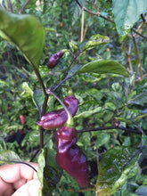 Load image into Gallery viewer, Pandora’s Box Pimenta Jolokia/PJ Mix (Pepper Seeds)