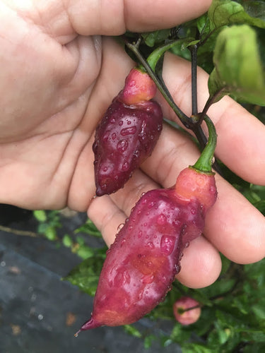 PJ Smooth Pink (Pepper Seeds)