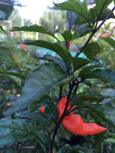 Load image into Gallery viewer, Pandora’s Box Pimenta Jolokia/PJ Mix (Pepper Seeds)