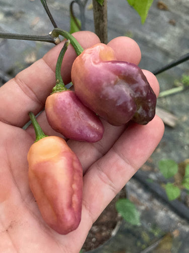 PJ XL Peach (Pepper Seeds)