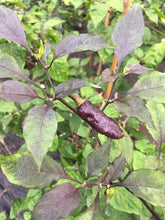 Load image into Gallery viewer, Pimenta Leopard (Pepper Seeds)