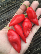 Load image into Gallery viewer, Habanero Paper Lantern (Pepper Seeds)