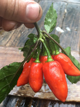 Load image into Gallery viewer, Pimenta Moranga (Pepper Seeds)