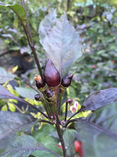 Load image into Gallery viewer, Pimenta Moranga (Pepper Seeds)