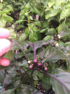 Pimenta Moranga (Pepper Seeds)