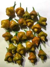 Load image into Gallery viewer, Pointed Mustard Habanero (Pepper Seeds)
