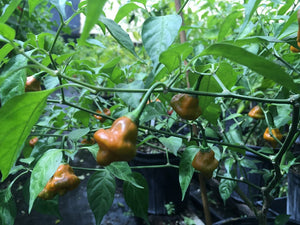 Pointed Mustard Habanero (Pepper Seeds)