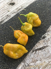 Load image into Gallery viewer, Pimenta Mustard Habanero (Pepper Seeds)