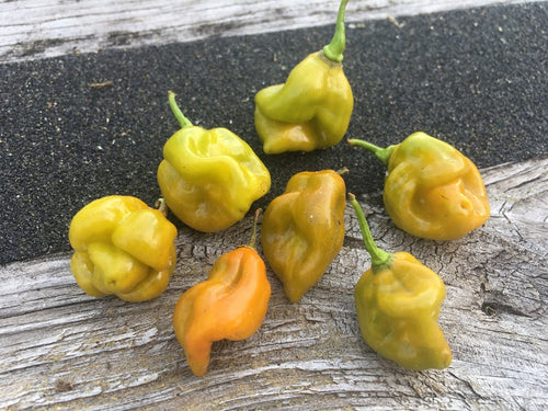 Pimenta Mustard Habanero (Pepper Seeds)